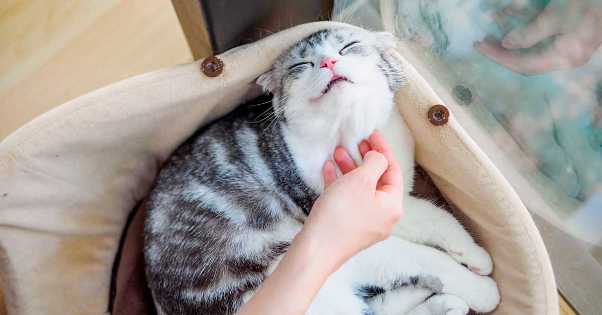 Акне у кошек